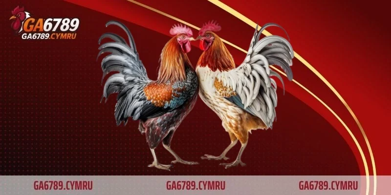 Giao lưu thực chiến