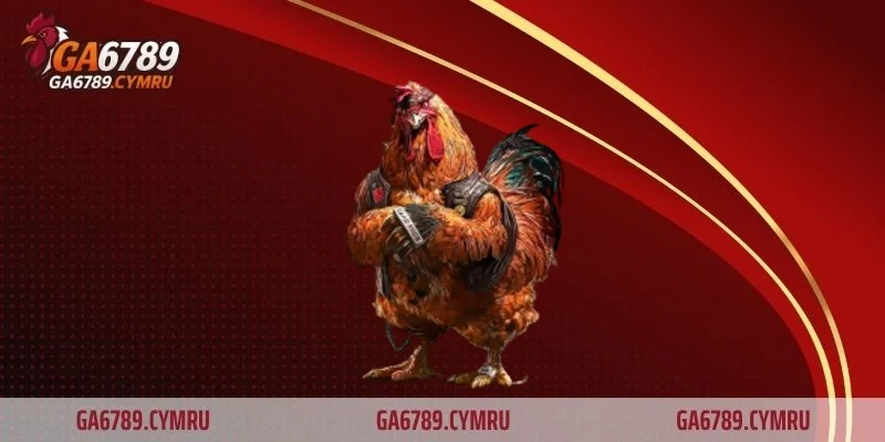 Trận đá gà 50 tỷ có gì đặc biệt?