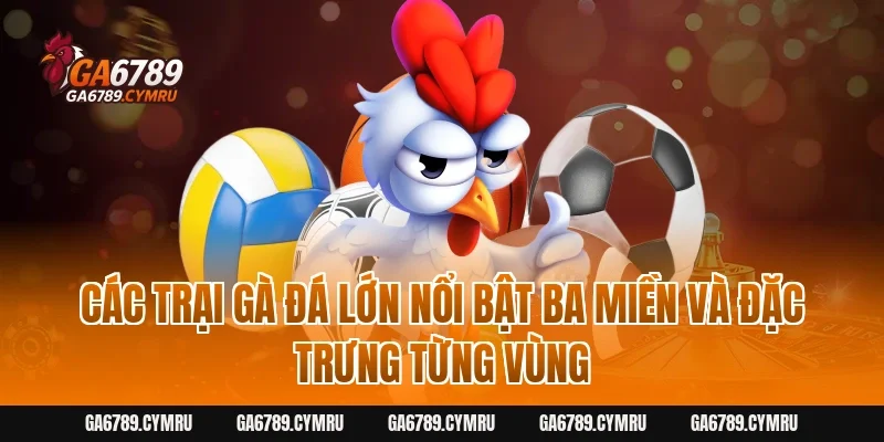 Các trại Gà Đá lớn nổi bật ba miền và đặc trưng từng vùng
