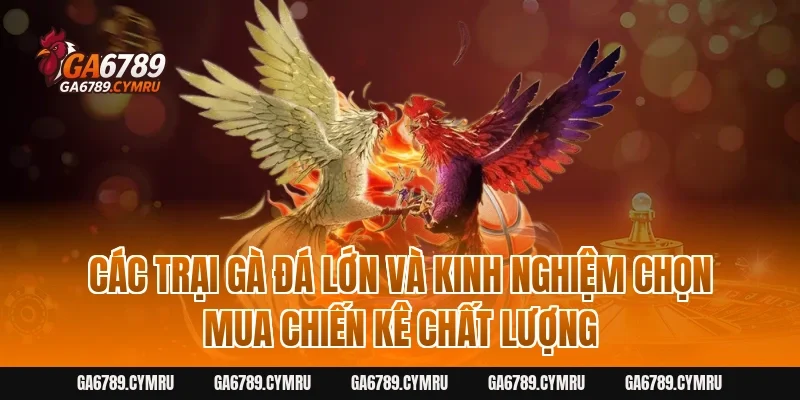 Các trại Gà Đá lớn và kinh nghiệm chọn mua chiến kê chất lượng