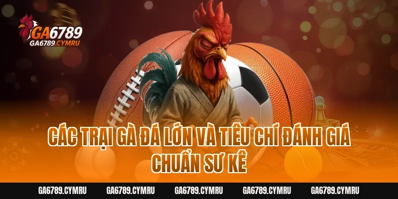 Các trại Gà Đá lớn và tiêu chí đánh giá chuẩn sư kê