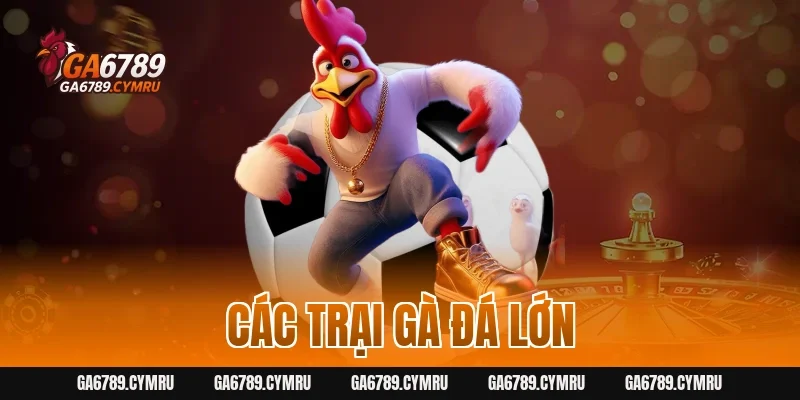 Các trại Gà Đá lớn và danh tiếng nhất tại Việt Nam năm 2026